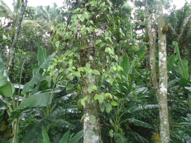 Black pepper in mixed cultivation